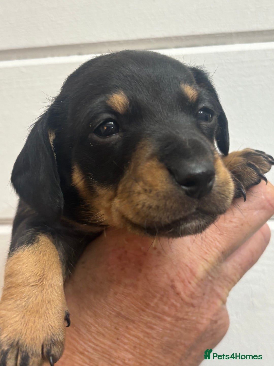 Mixed Breed dogs for sale: Dachshund X  - Advert 4