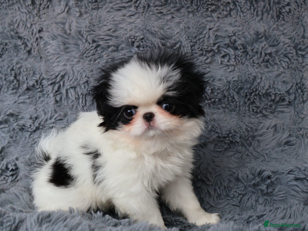Japanese Chin dogs for sale: female - Image 10
