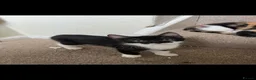 Mixed Breed cats for sale: 2 lovely kittens  in Bideford - Advert 2