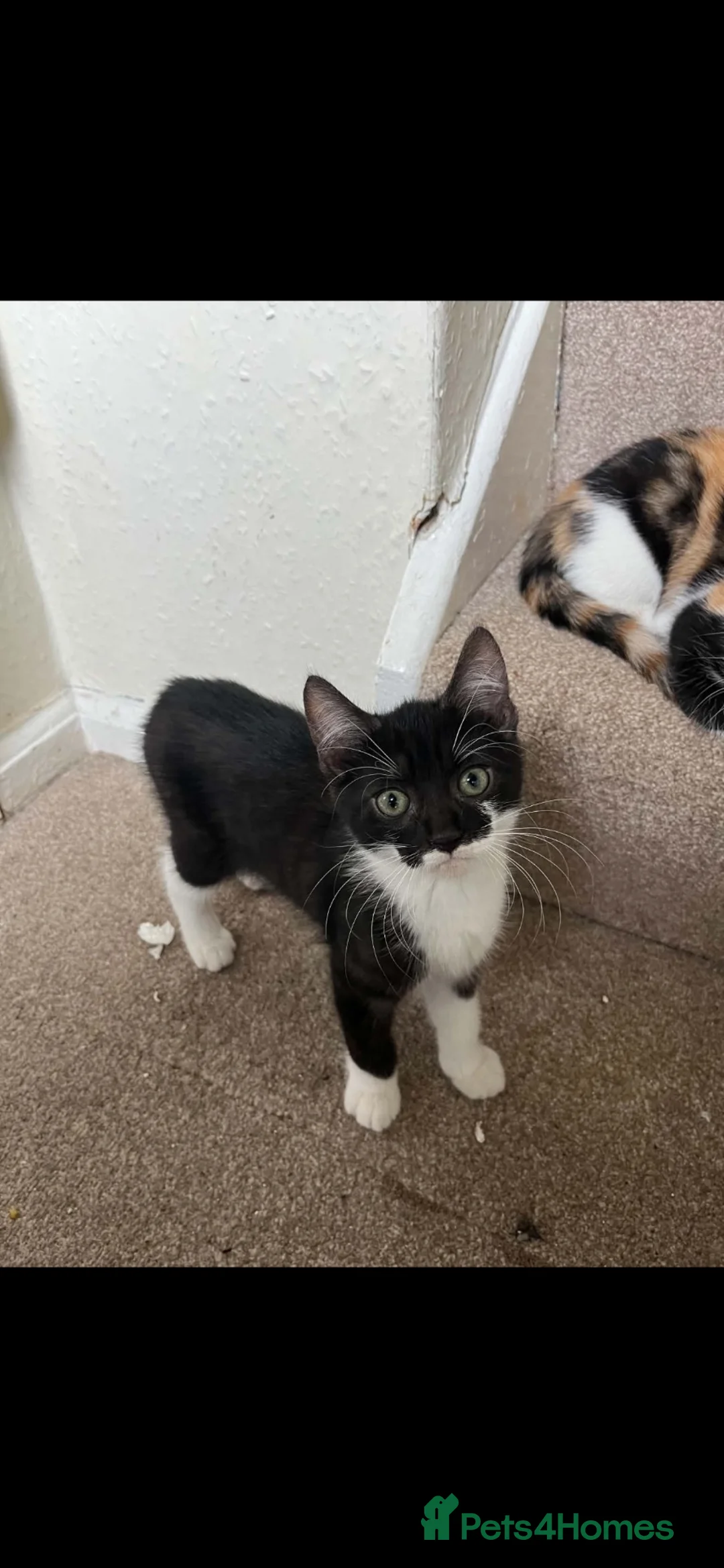 Mixed Breed cats for sale: 2 lovely kittens  in Bideford - Advert 2
