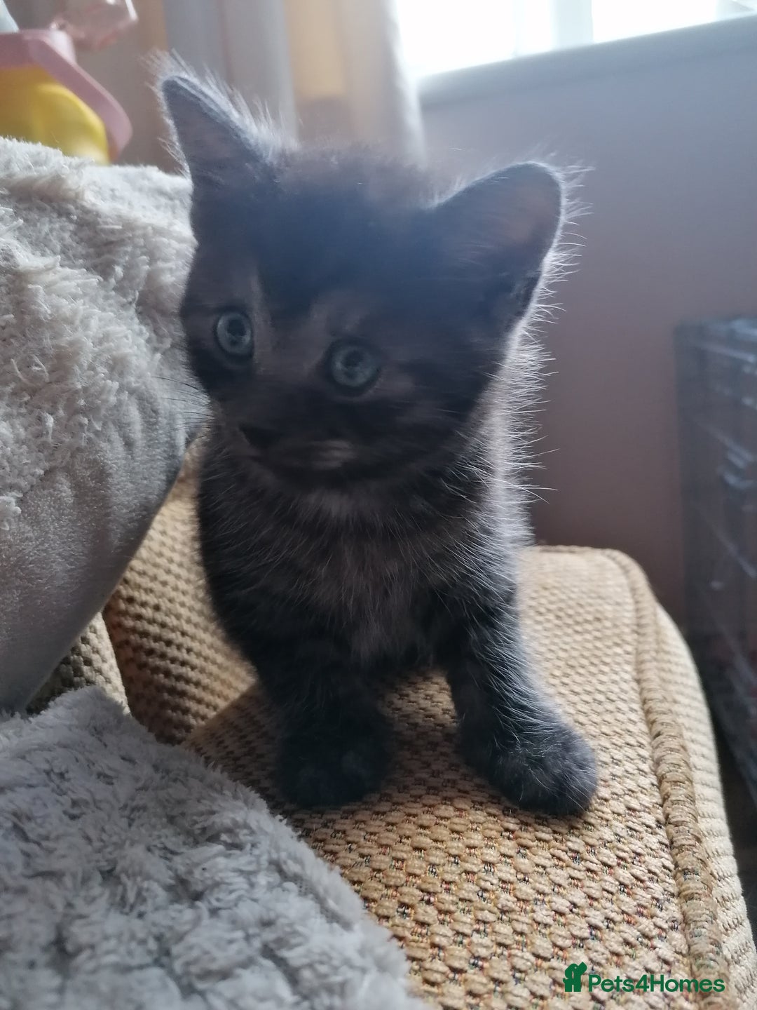 Domestic Shorthair cats for sale: Stunning kittens for sale  - Image 11