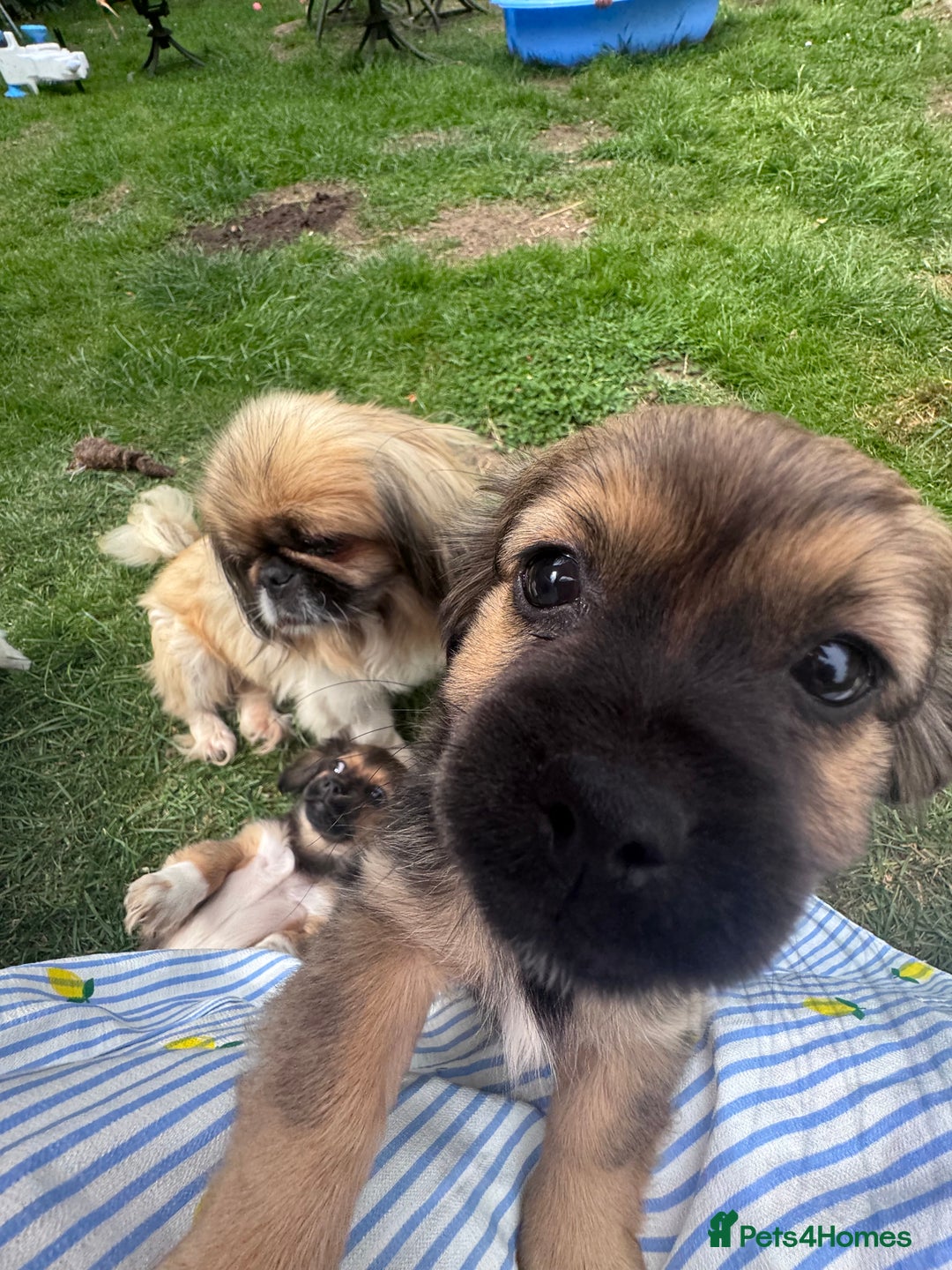 Mixed Breed dogs for sale: Beautiful Dachshund x Pekingese  - Image 4