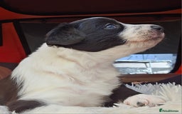 Sprollie dogs for sale: Puppies from Border Collie  - Image 15