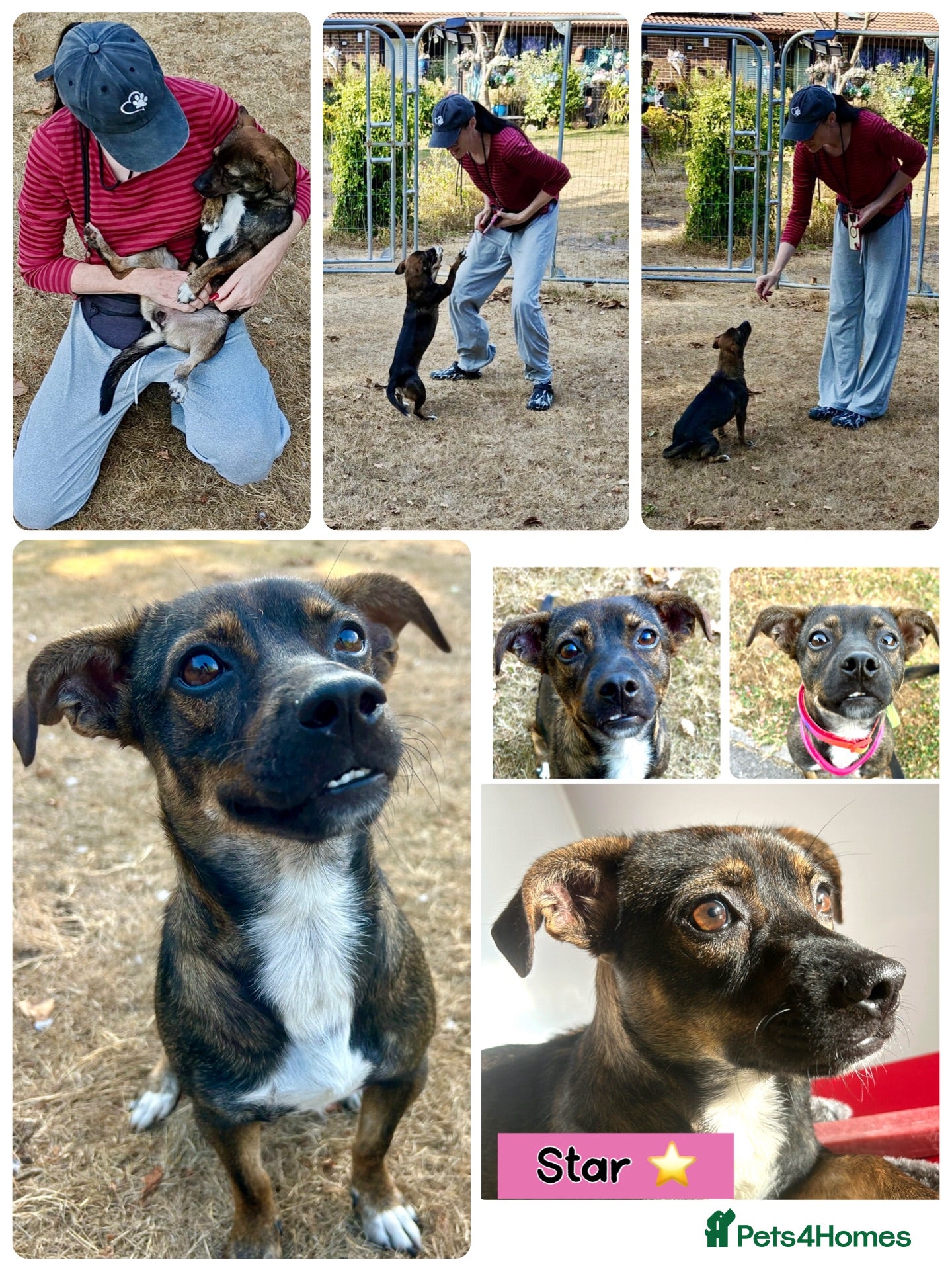 Mixed Breed dogs Star ⭐️ 18 months old | 9.5 kg  - Advert 3