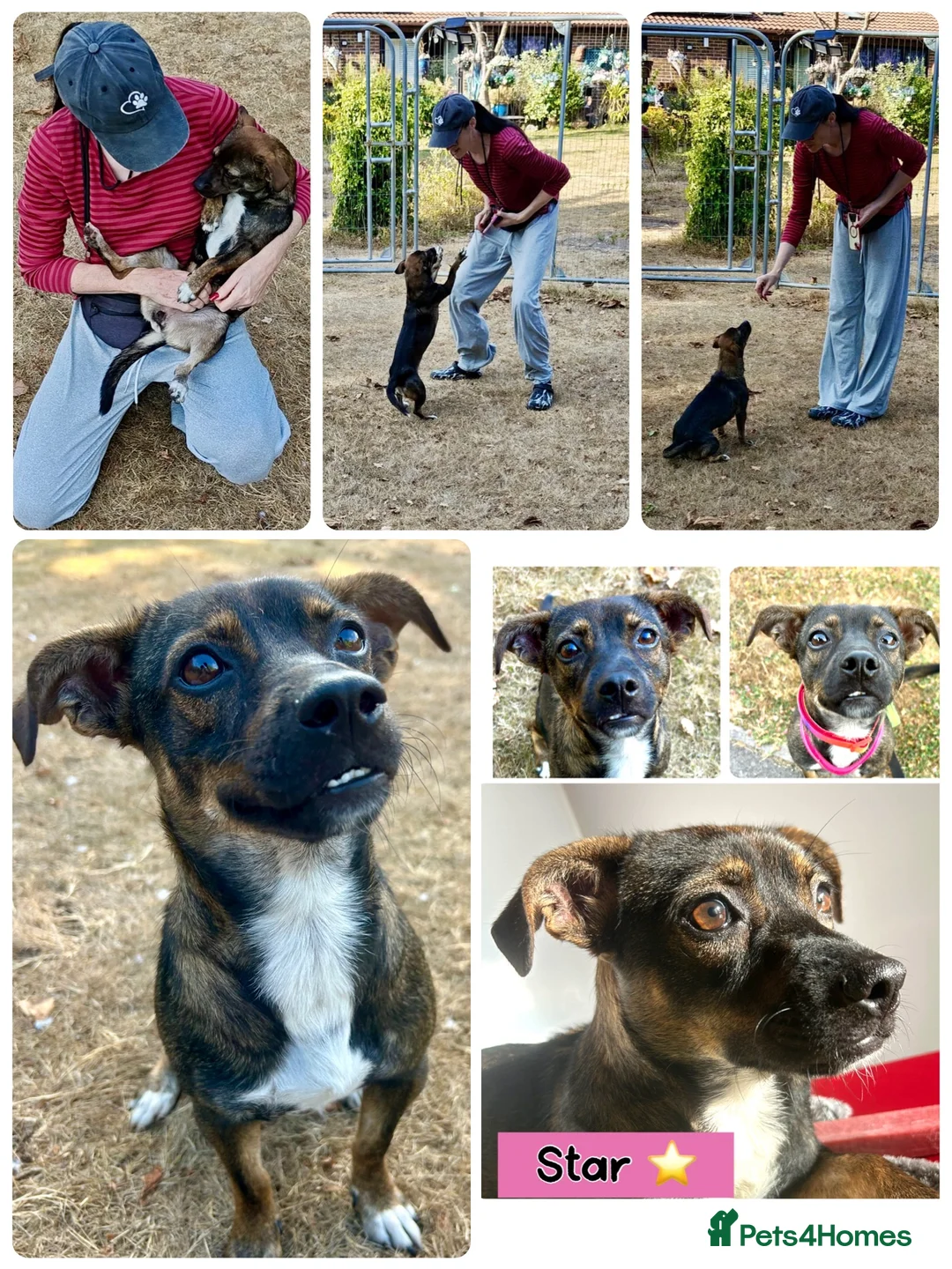 Mixed Breed dogs for adoption: Star ⭐️ 18 months old | 9.5 kg  in Fareham - Advert 1