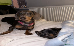 Dachshund dogs for sale: Dachshunds puppies  - Image 8