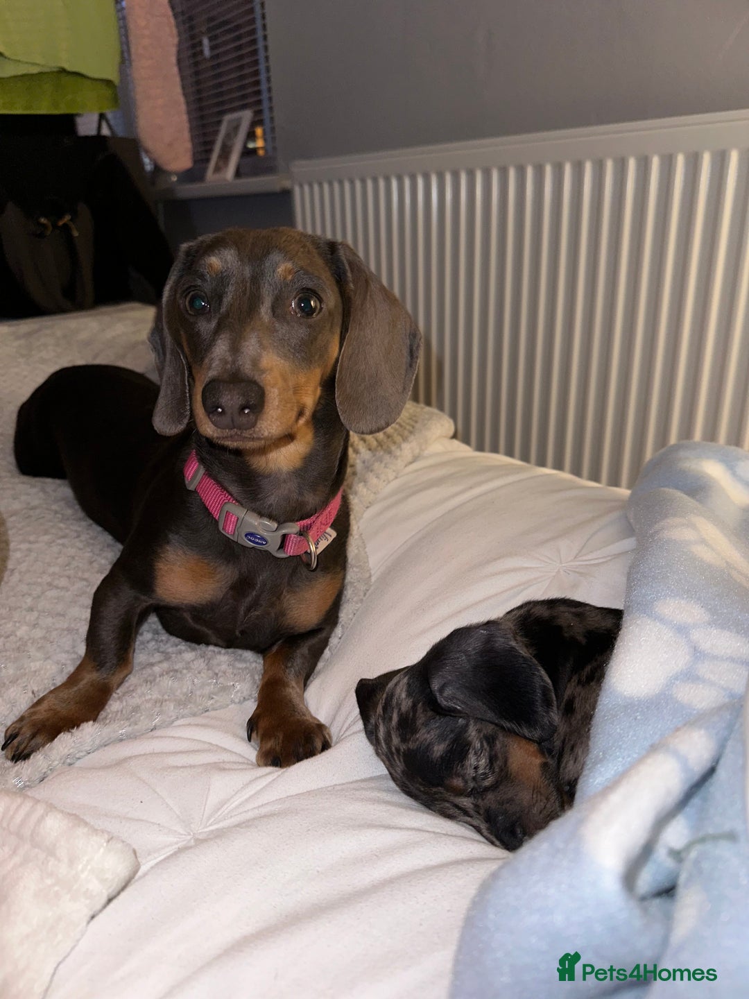 Dachshund dogs for sale: Dachshunds puppies  - Image 8