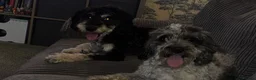 Cockapoo dogs for sale: Stunning cockapoos✨ with unique range of colours  - Advert 8