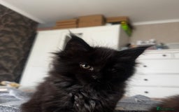 Maine Coon cats for sale: 1 BLACK SMOKE BOY 1 TORTIE GIRL MAINE COON KITTENS - Image 13