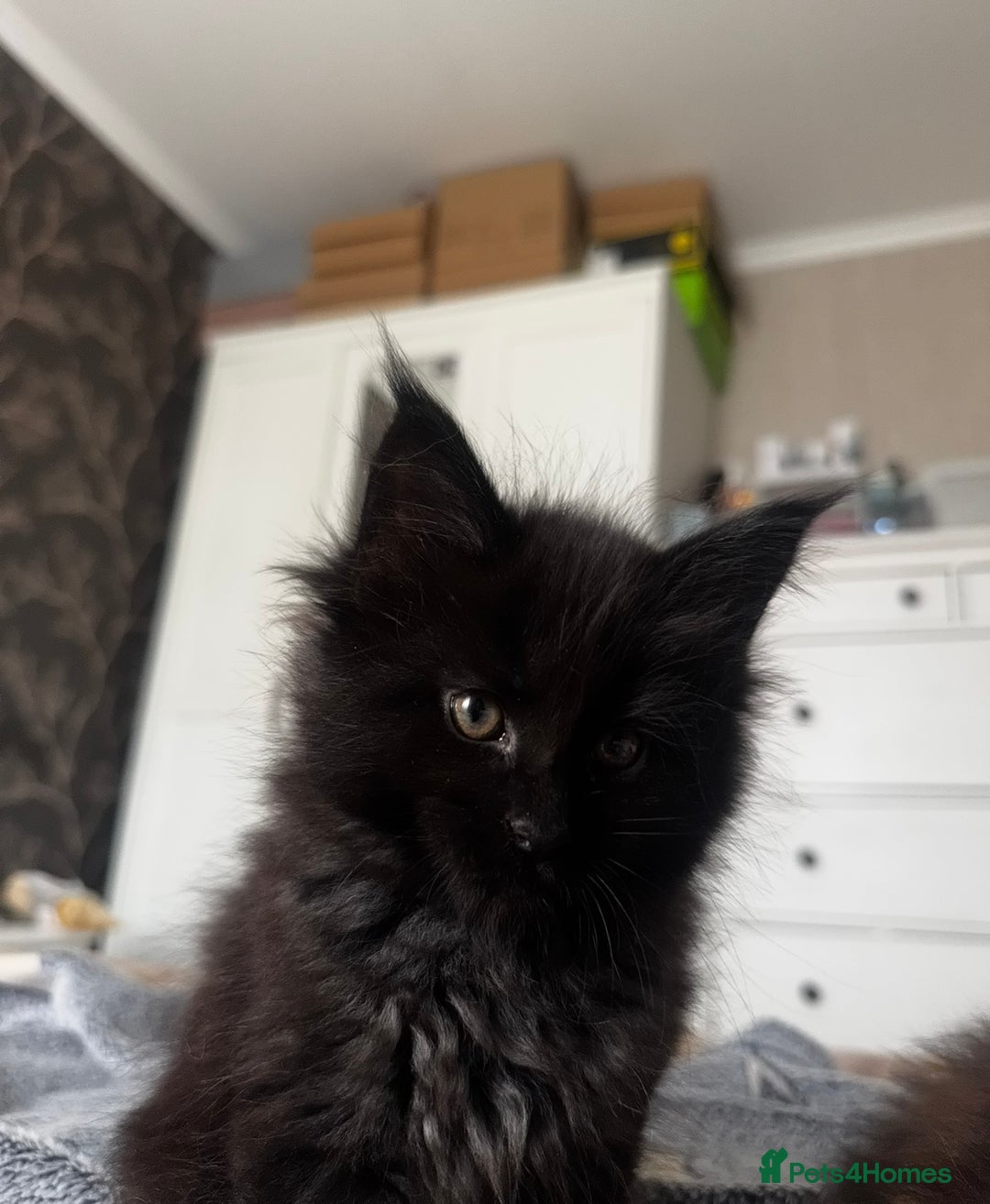 Maine Coon cats for sale: 1 BLACK SMOKE BOY 1 TORTIE GIRL MAINE COON KITTENS - Image 13
