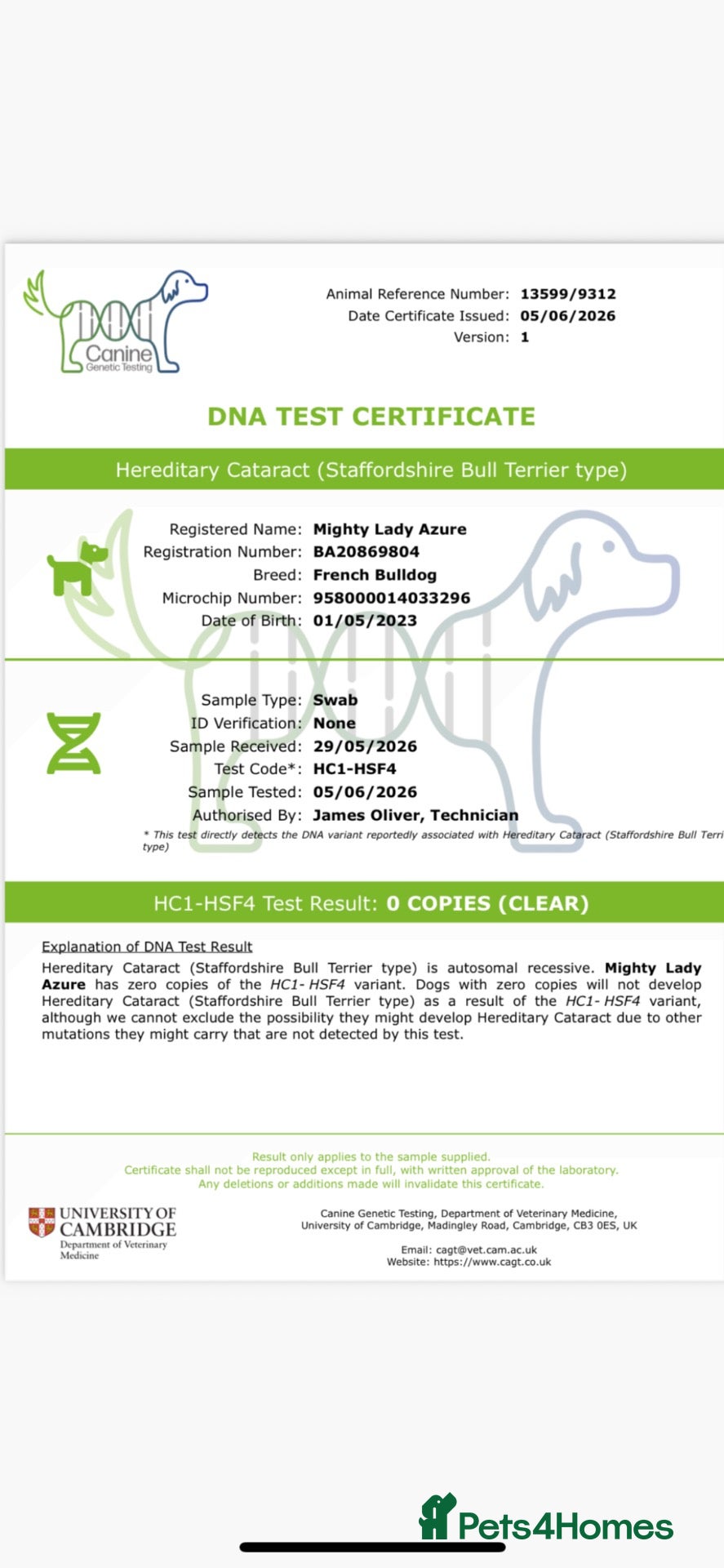 French Bulldog dogs QUALITY KC FRENCH BULLDOG PUPPIES  - Advert 2