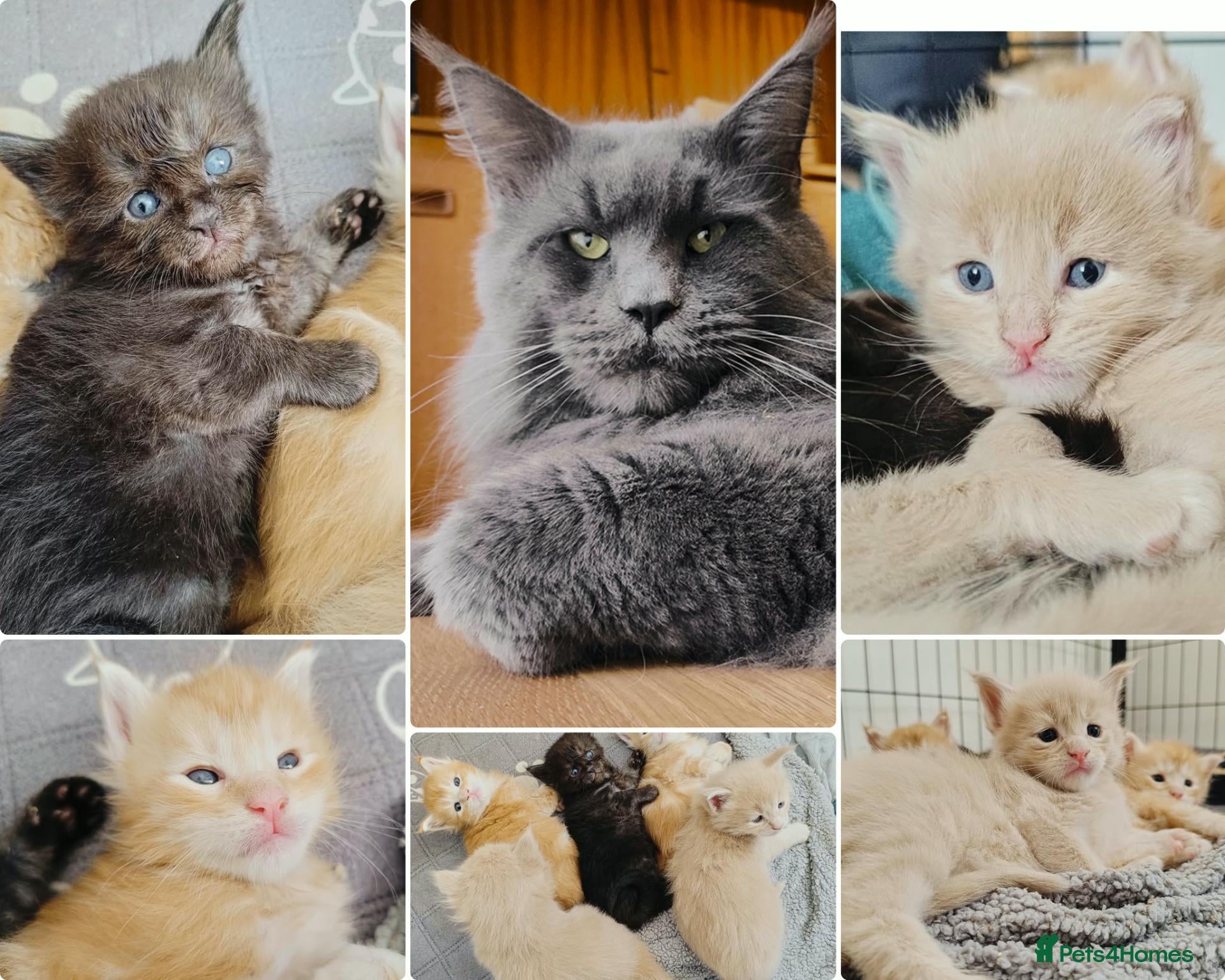 Maine Coon cats Dna health tested XXL Maine coon kittens  - Advert 13