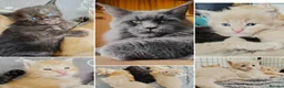 Maine Coon cats for sale: Dna health tested XXL Maine coon kittens  - Advert 1