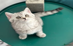 British Shorthair cats for sale: 😻Beautiful BSH Active GCF Kittens🌈 Ready Now! - Image 16
