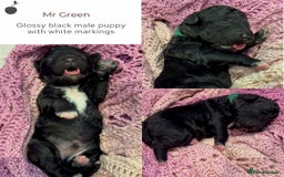 Miniature Poodle dogs for stud: MOYEN POODLE CROSS - IDEAL FOR DOODLE PUPPIES - Advert 9