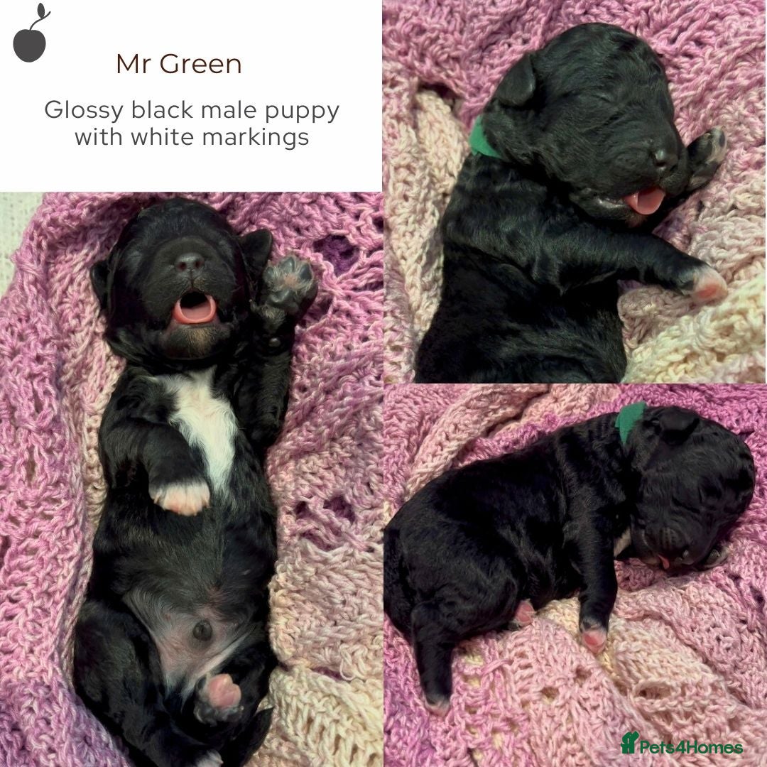 Miniature Poodle dogs for stud: MOYEN POODLE CROSS - IDEAL FOR DOODLE PUPPIES - Advert 9