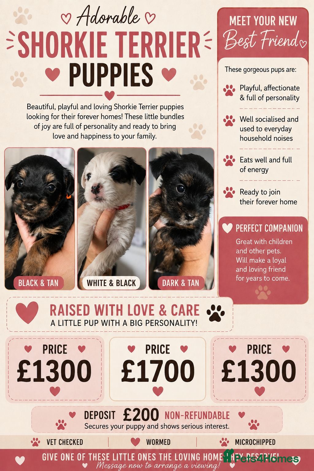 Shorkie dogs Shorkie puppies  - Advert 2