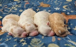 Maltipoo dogs for sale: Stunning Toy Maltipoo Puppies - Image 4