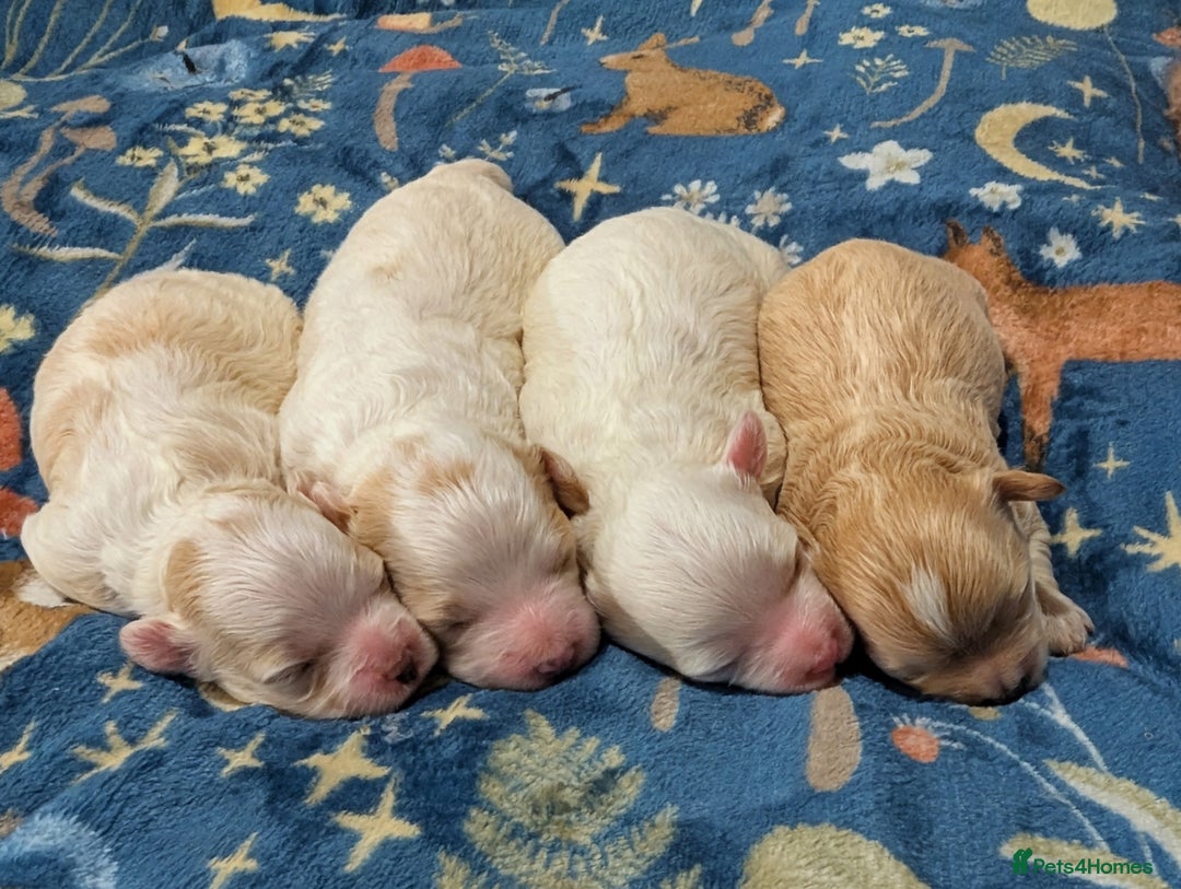 Maltipoo dogs for sale: Stunning Toy Maltipoo Puppies - Image 4