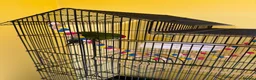 Parakeets birds for sale: Kakariki female in Peterborough - Advert 1