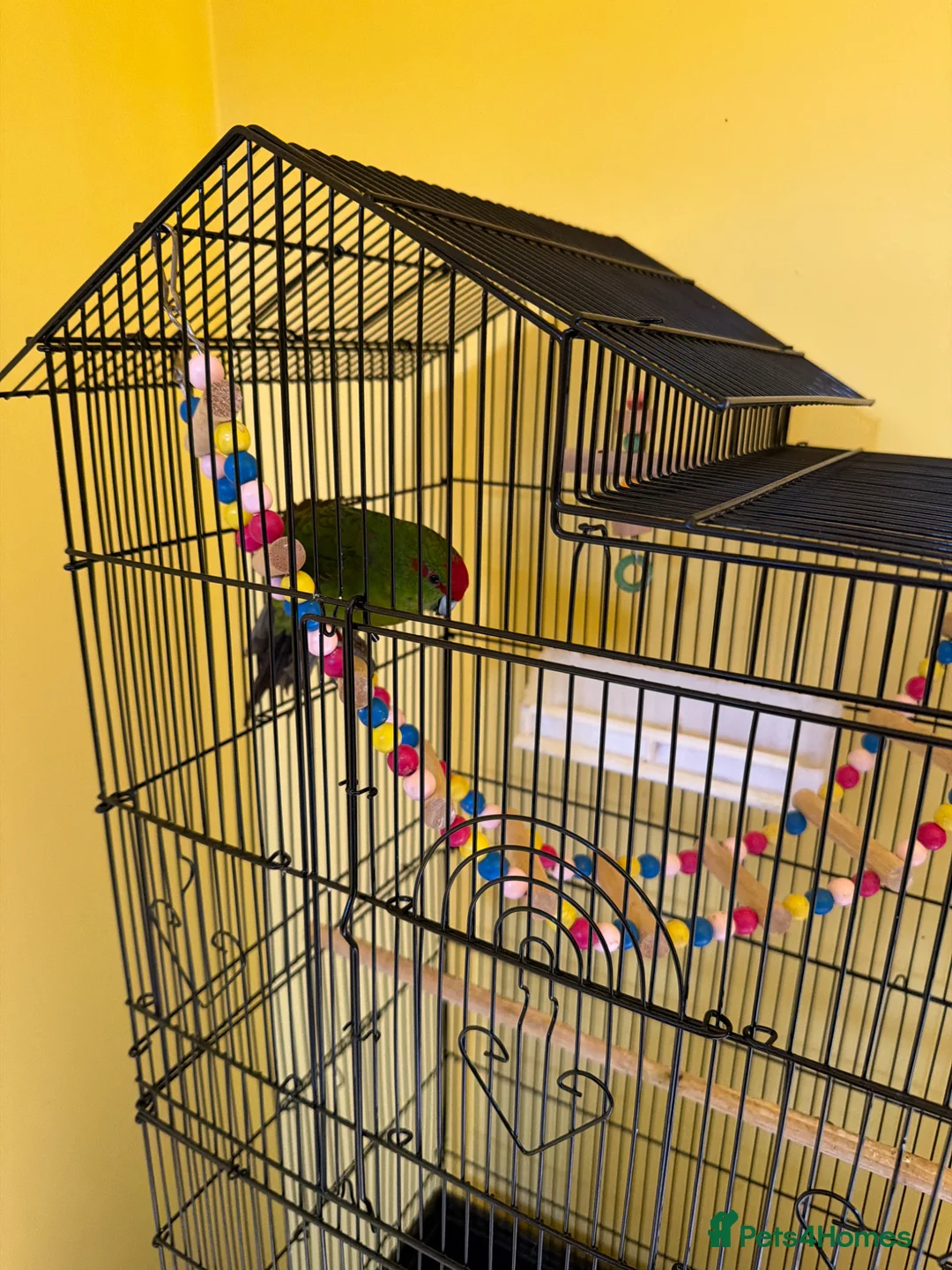 Parakeets birds for sale: Kakariki female in Peterborough - Advert 1