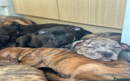 American Bulldog dogs for sale: Stunning Standard American Bulldog Puppies - Image 25