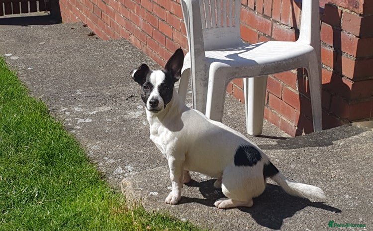 Jack Russell dogs - Advert 1