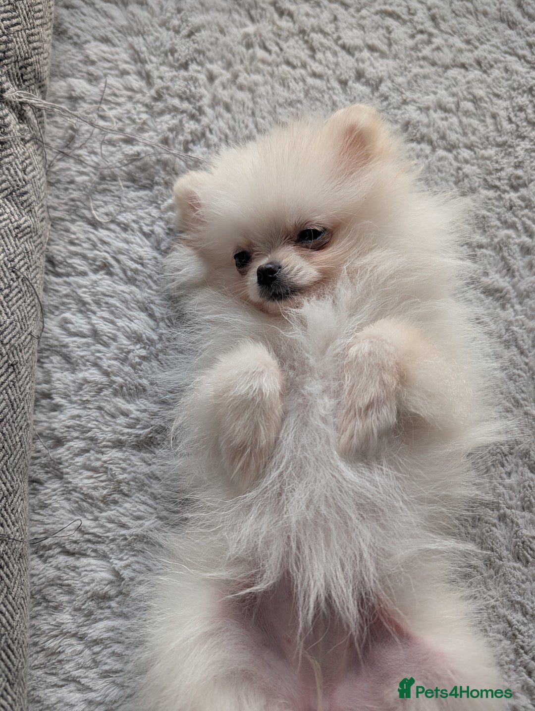 Pomeranian dogs for sale: Puppy Pomeranian miniature  - Advert 7
