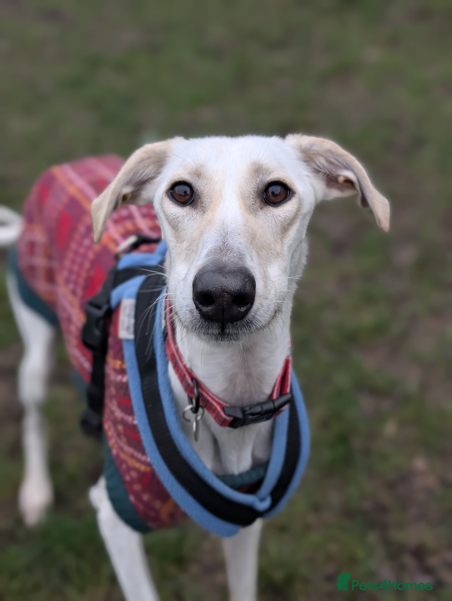 Lurcher dogs Pirelli - Advert 1