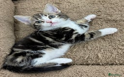 Mixed Breed cats for sale: BEAUTIFUL KITTENS - Image 7