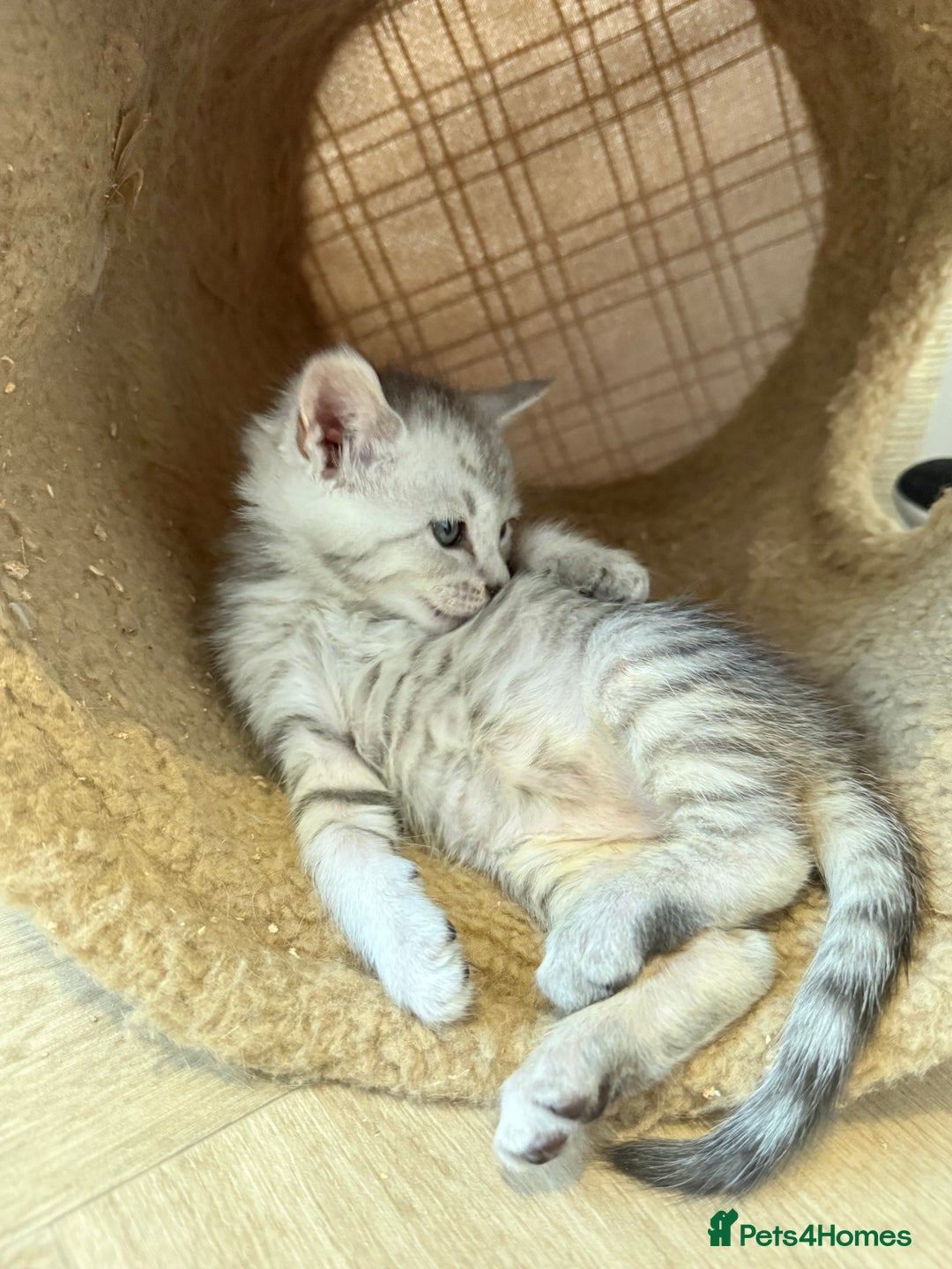 Maine Coon cats for sale: Maine Coon x Savannah Kittens - Advert 9