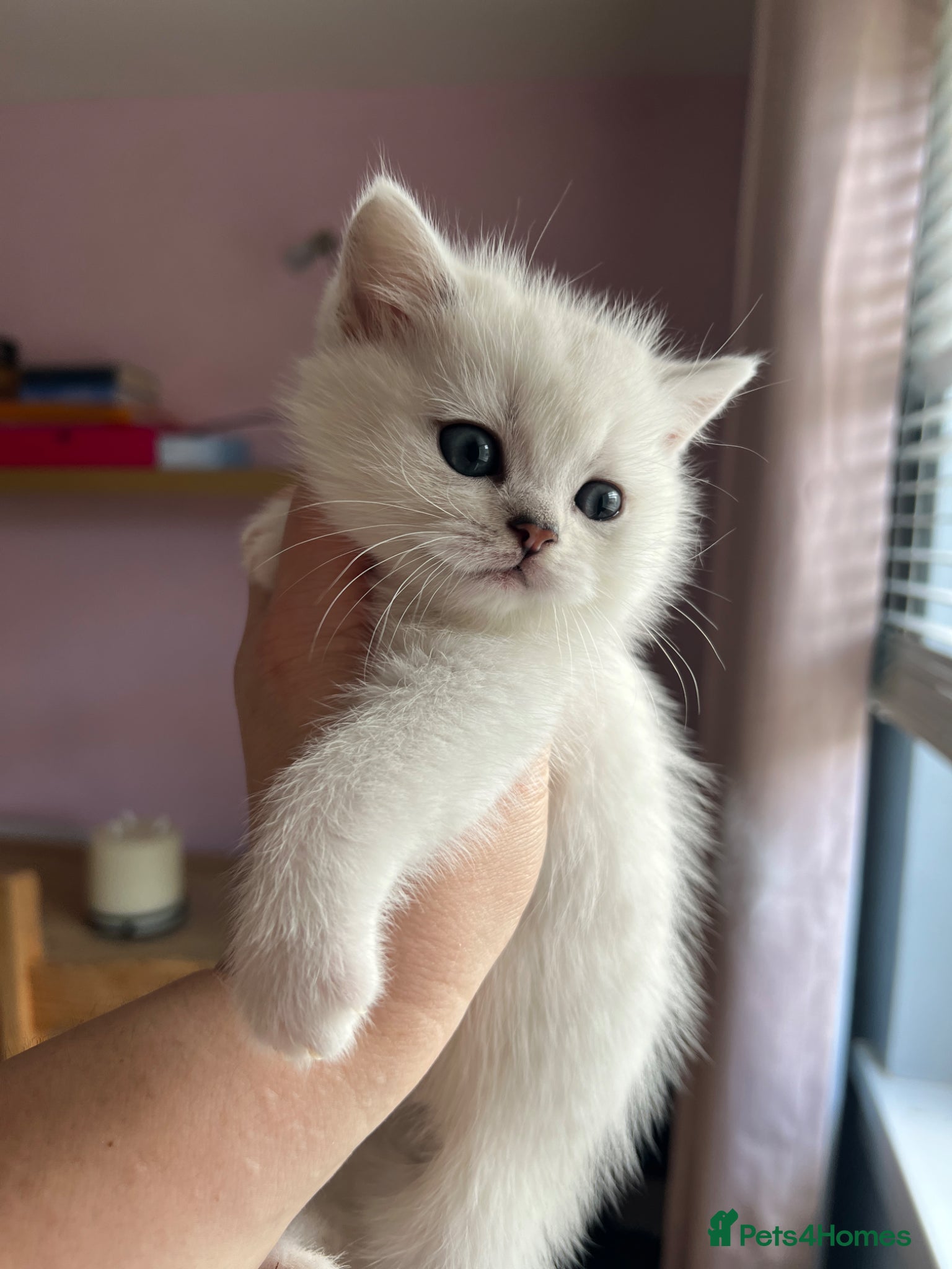 British Shorthair cats GCCF Reg-1 boy left-Beautiful Silver Tipped Boys   - Advert 1