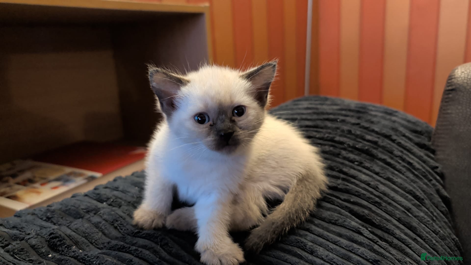 Mixed Breed cats for sale: Siamese Cross Ragdoll kittens plus black/white - Advert 21