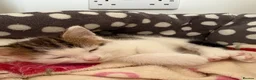 Mixed Breed cats for sale: 1 Female Kitten left  - Advert 2