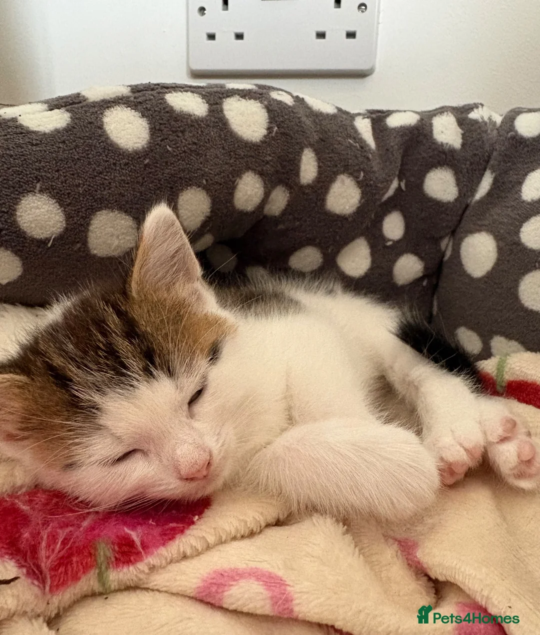 Mixed Breed cats for sale: 1 Female Kitten left  - Advert 2