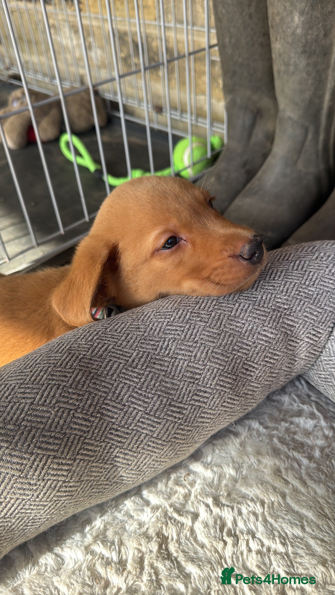 Labrador Retriever dogs Fox Red Labradors READY TO LEAVE  - Advert 2