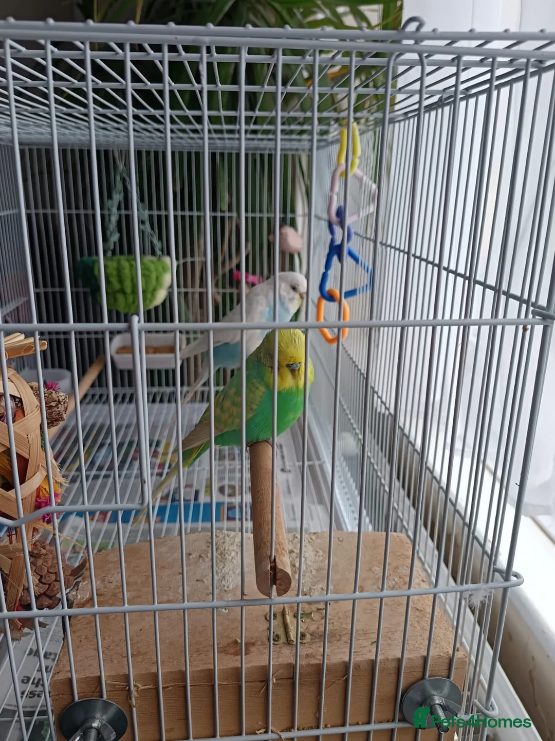 Lovebirds birds for sale: 2 Budgies for sale in London - Advert 2
