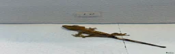 Gecko reptiles for sale: Baby crested geckos  - Advert 6