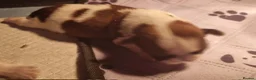 Shih Tzu dogs for sale: Shihtzu boys  - Advert 2