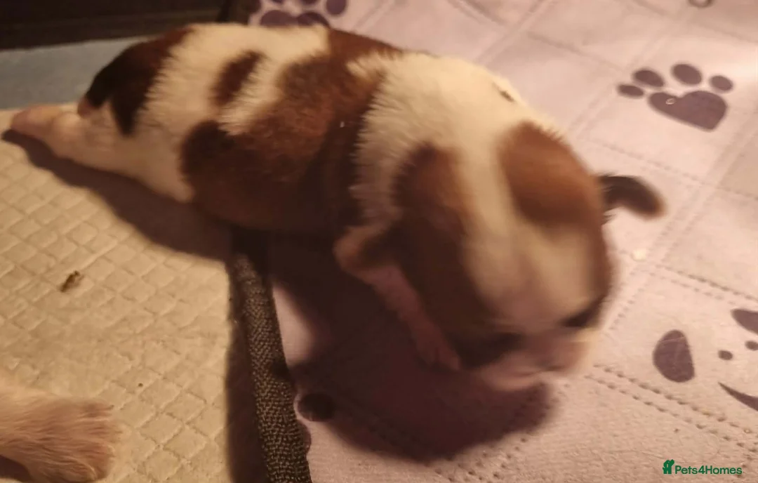 Shih Tzu dogs for sale: Shihtzu boys  - Advert 2