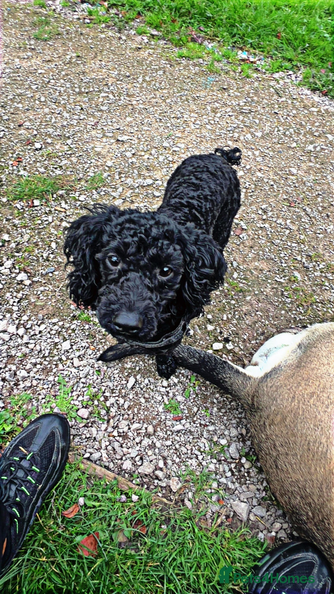 Toy Poodle dogs for sale: Toy poodle Dog  - Image 2