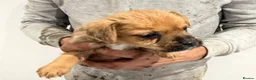 Mixed Breed dogs for sale: Border terrier x jack russel  - Advert 5