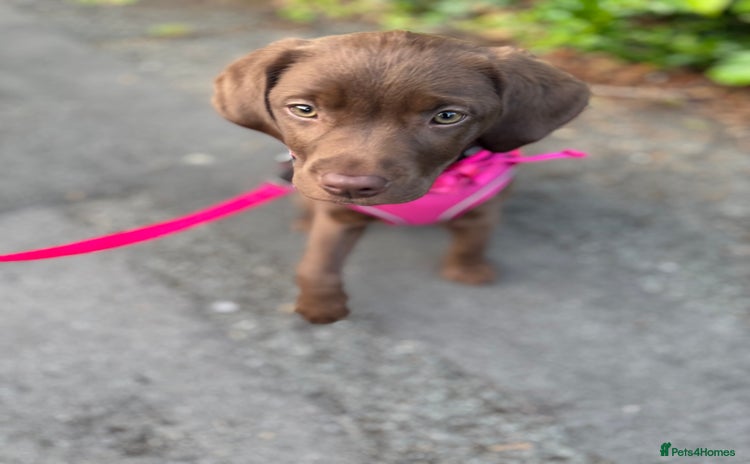 Labrador Retriever dogs - Advert 4