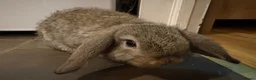 Mini Lop rabbits for sale: Mini lops - Advert 4