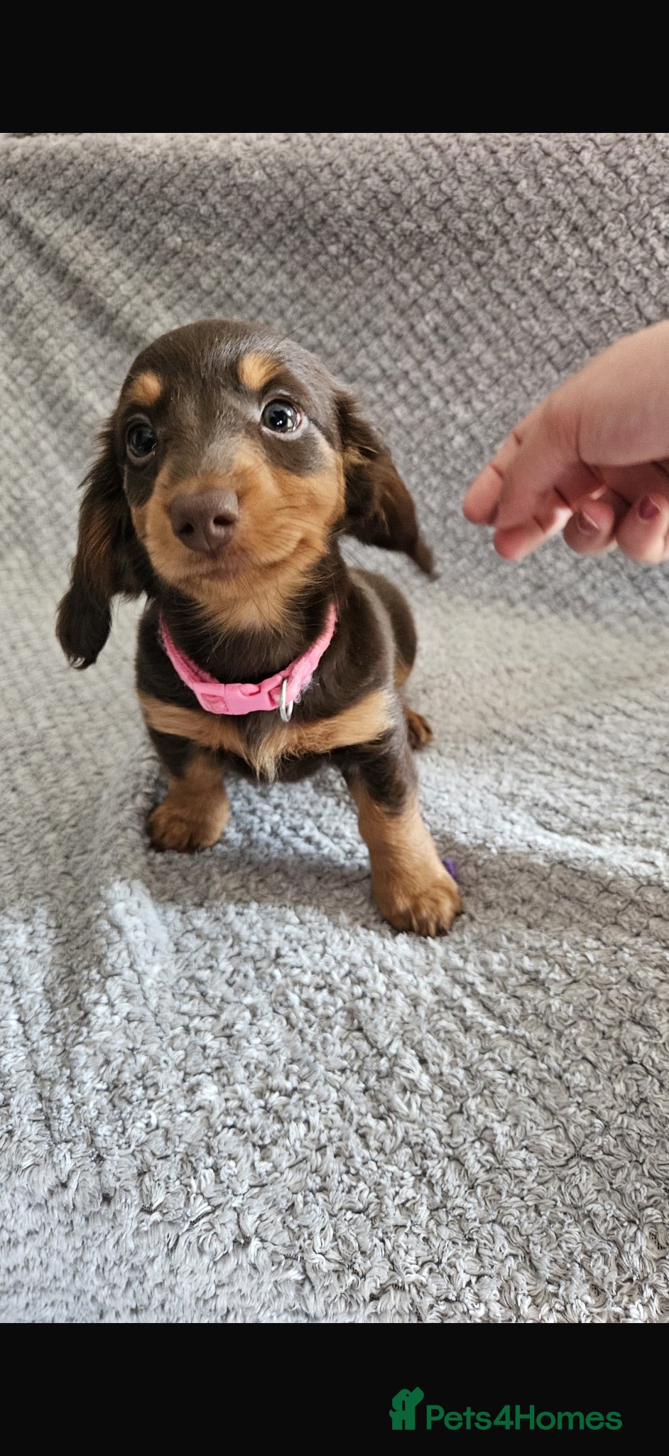 Dachshund dogs Dachshund puppies  - Advert 1