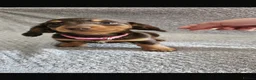 Dachshund dogs for sale: Dachshund puppies  - Advert 1