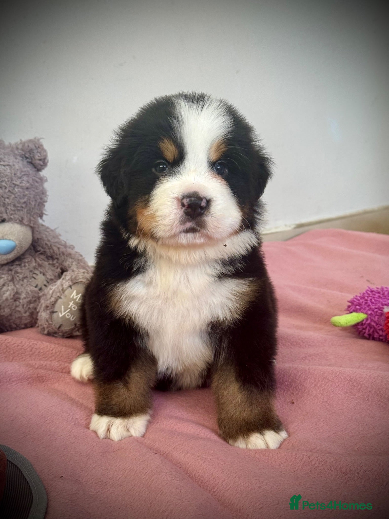 Bernese Mountain Dog dogs KC Registered Bernese Mountain Dog Puppies - Advert 7