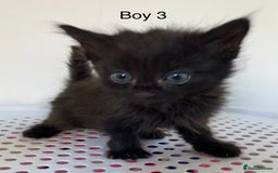 Mixed Breed cats for sale: 💚 3 male  💜 2 female  - Image 16