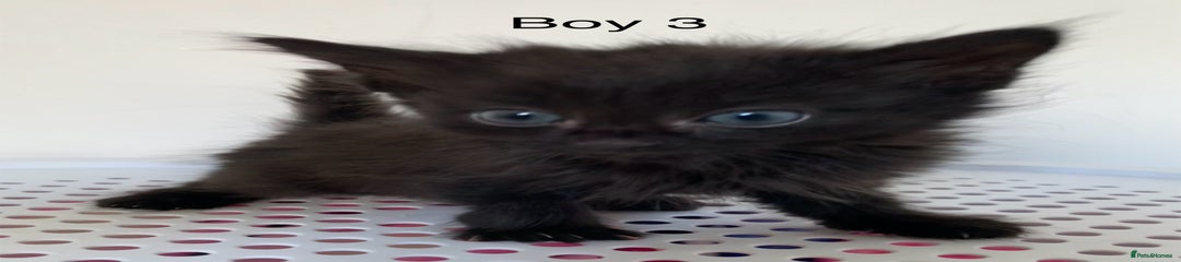 Mixed Breed Kitten 5