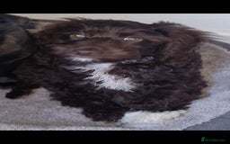Cockapoo dogs for sale: Chocolate cockapoo - Image 1